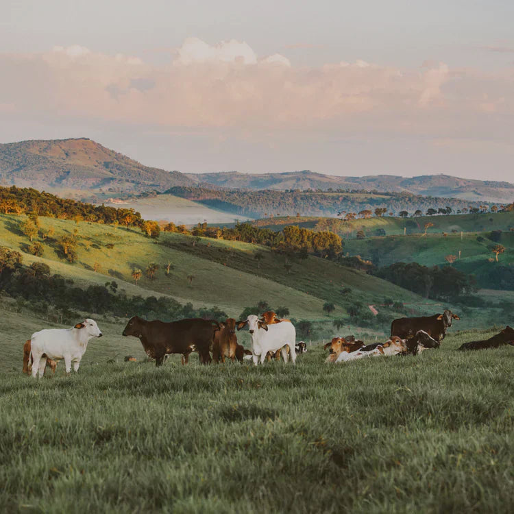 ¿Qué son los food miles?