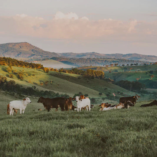 ¿Qué son los food miles?
