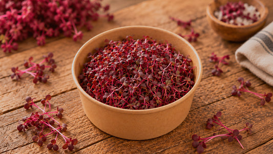 Microgreens amaranto rojo