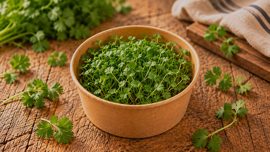 Microgreens cilantro